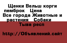 Щенки Вельш корги пемброк › Цена ­ 35 000 - Все города Животные и растения » Собаки   . Тыва респ.